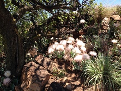 Haemanthus humilis