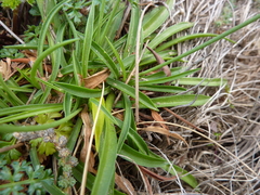 Armeria ruscinonensis