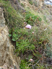 Armeria ruscinonensis