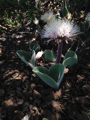Haemanthus humilis