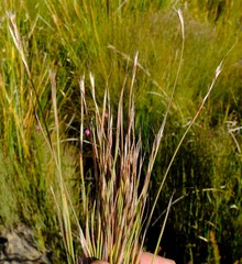Anthochortus insignis