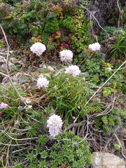 Armeria ruscinonensis