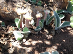 Haemanthus humilis