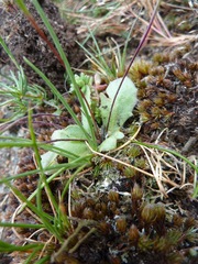 Arnoseris minima