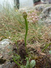 Arnoseris minima