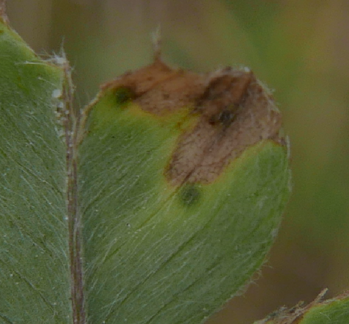 Pseudopeziza medicaginis Becherling