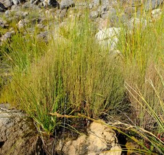 Anthochortus insignis