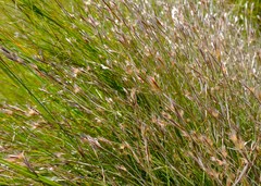 Anthochortus insignis