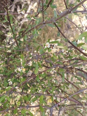 Olearia odorata
