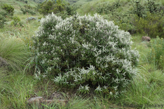 Buddleja loricata