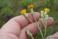 Senecio rhomboideus