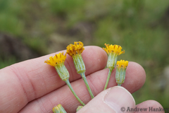 Senecio rhomboideus