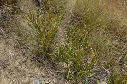 Whaupaku (Carmichaelia hollowayi)