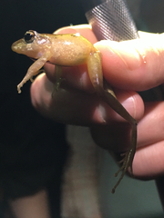 Craugastor fitzingeri