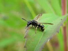Ancistrocerus trifasciatus
