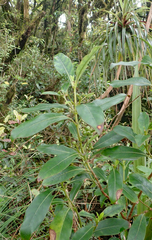 Coprosma dodonaeifolia