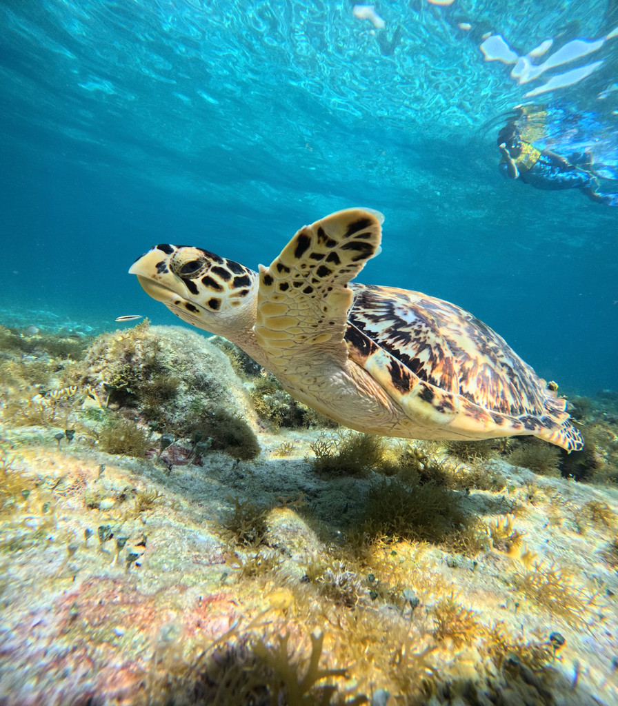 Hawksbill Turtle