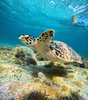 Hawksbill Sea Turtle - Photo (c) malu_md, some rights reserved (CC BY-NC)