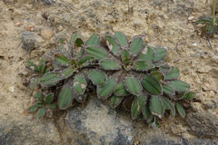 Plantago spathulata