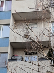Passer domesticus