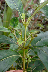 Coprosma dodonaeifolia