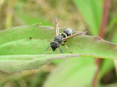 Ancistrocerus trifasciatus