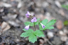 Cardamine quinquefolia
