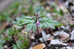 Cardamine quinquefolia