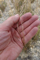 Austrostipa scabra