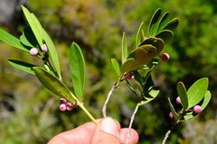 Cassine parvifolia