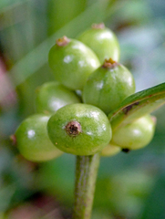 Coprosma dodonaeifolia