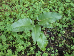 Arum pictum