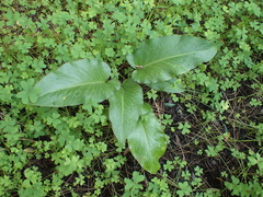 Arum pictum