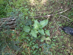Arum pictum