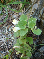 Asarina procumbens
