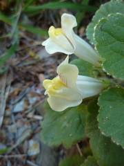 Asarina procumbens