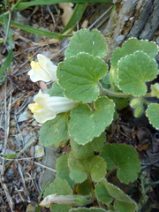 Asarina procumbens
