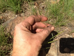 Brachystelma chloranthum