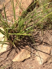 Brachystelma chloranthum