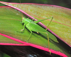 Holochlora digitata