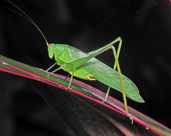 Holochlora digitata