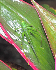 Holochlora digitata