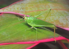 Holochlora digitata