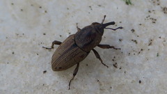 Sphenophorus venatus vestitus