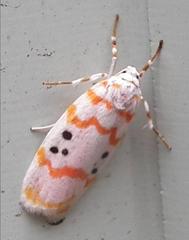 Cyana interrogationis