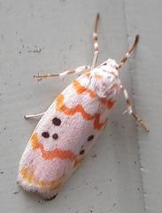 Cyana interrogationis