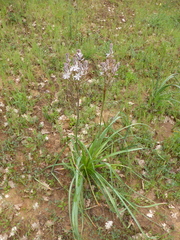 Asphodelus ramosus