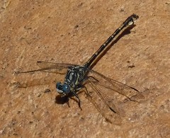 Ceratogomphus triceraticus