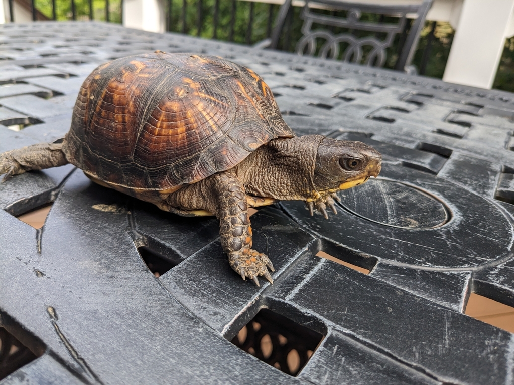 Eastern Box Turtle In August 2023 By Ron INaturalist   Large 