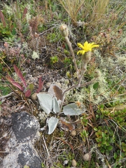 Brachyglottis haastii